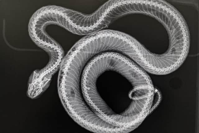 An x-ray revealed 13 eggs in the snake
