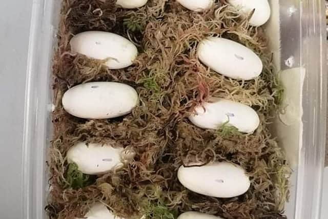 Vet Jo oversaw their care of the eggs for eight weeks until they started to hatch