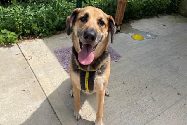Dogs Trust Shoreham would love to find Buster adopters who could make him feel like part of the family, involving him in all aspects of their day-to-day life