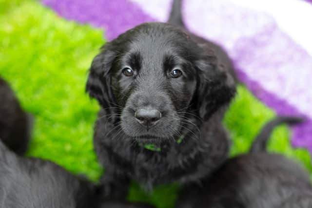 The Kennel Club is urging people to buy puppies responsibly: Photo: The Kennel Club