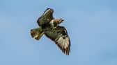 A buzzard on the Knepp Estate at West Grinstead