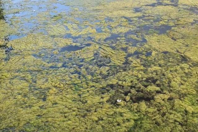 The algae in Shinewater Park lake, Eastbourne. Picture from Allen Taylor SUS-210923-090930001