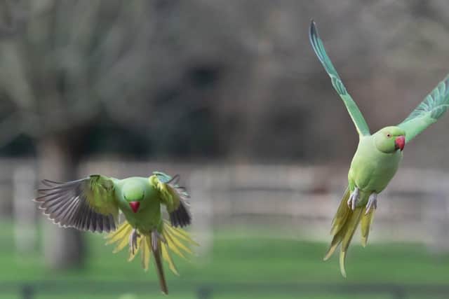 Ring-necked parakeets have been spotted in Horsham