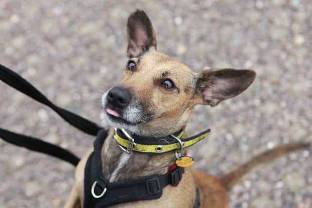 Pixie enjoys exploring the outdoors, but equally loves a cuddle with her favourite humans