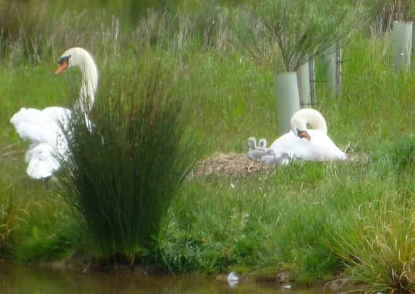Swans have been threatened in Bexhill