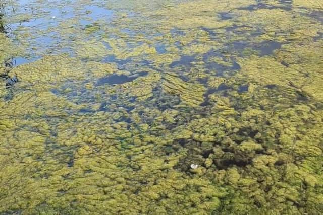 Algae in Shinewater Park, Eastbourne. Picture from Allen Taylor SUS-210923-090930001