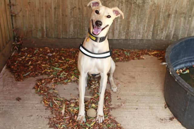 Dom is a young lurcher with bundles of energy