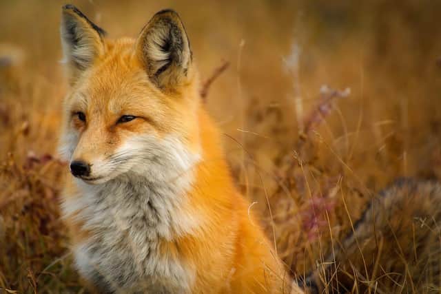 Foxes are being blamed for causing thousands of pounds worth of damage to cars in a Horsham neighbourhood