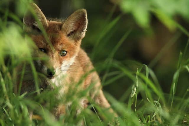 Foxes are damaging cars in Horsham