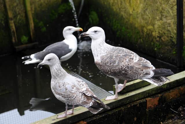 Some of the seagulls at Bird Aid (Photo by Jon Rigby) SUS-170222-020951008