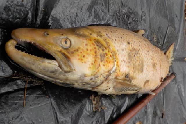 Dave said this cock sea trout kelt died from the exertions of spawning. Photo: Dave Bangs
