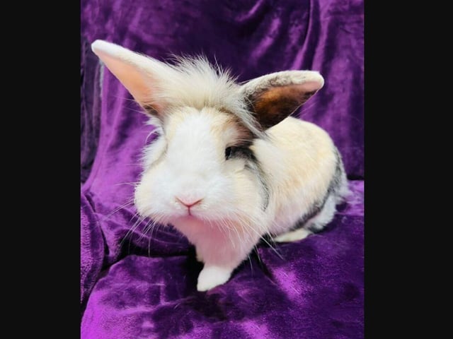 Christmas is a lovely fluffy Lionhead. Beautiful colouring. Loves a little nose rub.