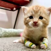 A kitten at a West Sussex charity has been given tiny ‘makeshift’ splints, made from shortened cotton buds and vet tape, to help him walk after he was born with deformed legs.