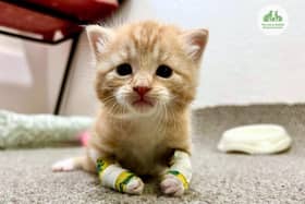A kitten at a West Sussex charity has been given tiny ‘makeshift’ splints, made from shortened cotton buds and vet tape, to help him walk after he was born with deformed legs.