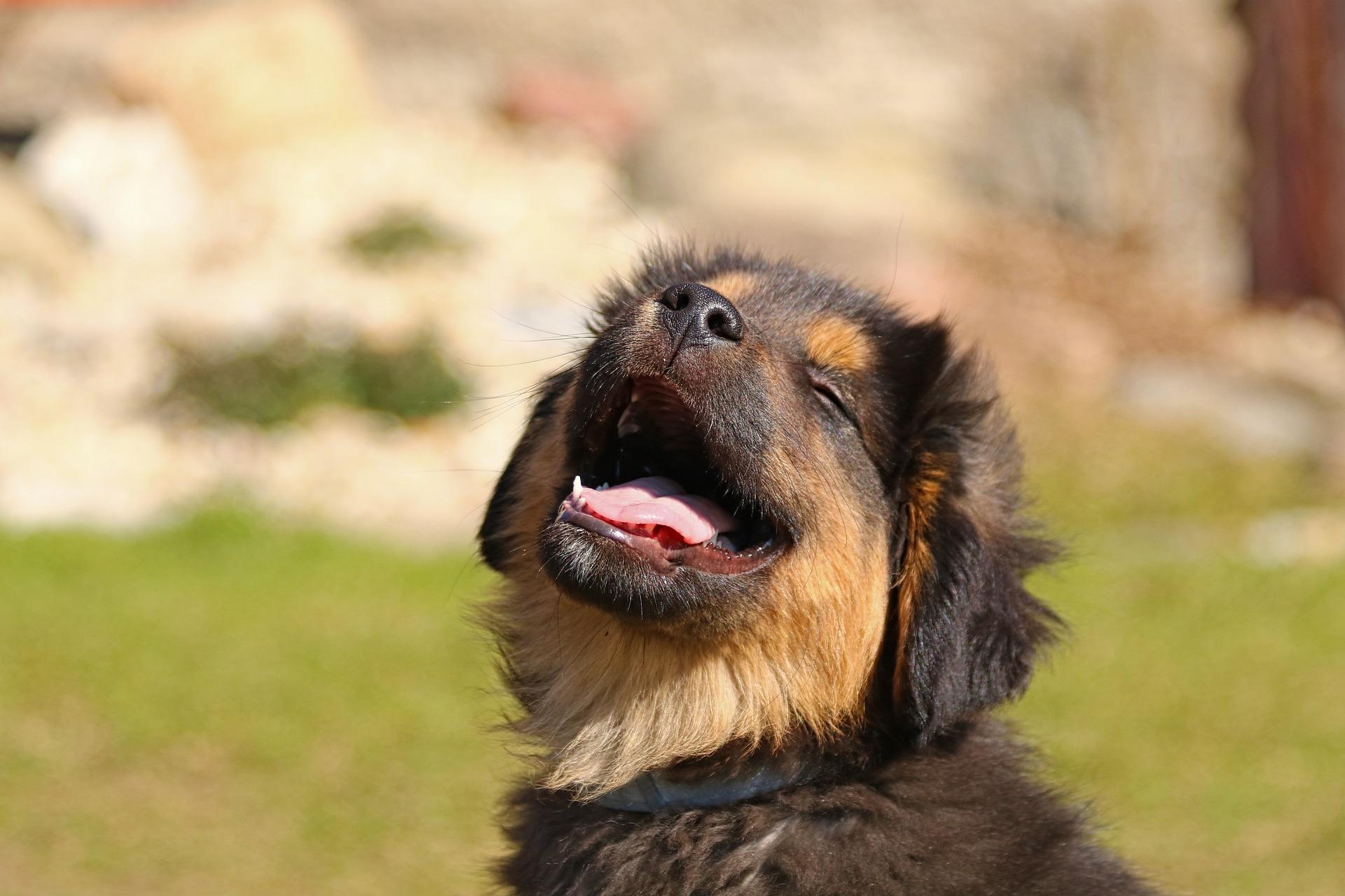 Here are 11 mistakes to avoid when welcoming a puppy into your home.