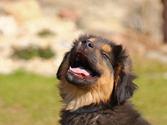 Here are 11 mistakes to avoid when welcoming a puppy into your home.