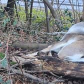 A deer has been rescued after becoming stuck in equine fencing and barbed wire in Horsham