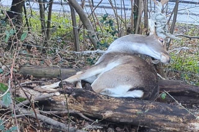 A deer has been rescued after becoming stuck in equine fencing and barbed wire in Horsham