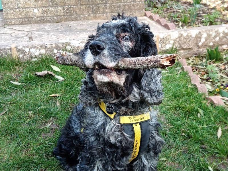 Dogs Trust Shoreham said Little Indy is a sweet gentleman who is still quite active for his age. Despite being deaf and having some sight impairment, this doesn't seem to inhibit him from getting the most out of his walkies and interacting with his carers. He loves evening snuggles on the sofa and will certainly give you a nudge for more attention. Indy is looking to enjoy his retirement years in a calm home with a predictable routine. Because of this, the rescue centre feels he would be best suited to families with children aged over 16. He can now be left for short periods of time on his own and uses this time to enjoy a good old snooze.