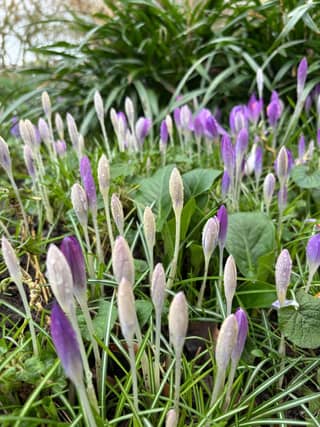Bates Green Garden