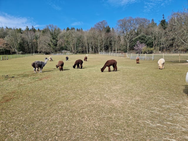 Peta and Bruce Ives believe they were the first people in the world to offer alpaca walking to the public