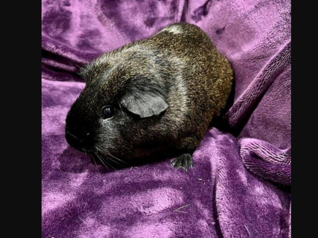 This is perfect little Patrick. We are so in love with him he is such a cutie.  Patrick is need of a forever home with 2 or more girlies to snuggle up with. He is neutered and ready for love. We will assist with bonding if needed.