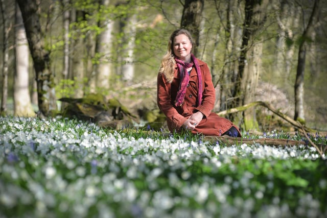 Arlington Bluebell Walk pictured on 23/4/21.
At the time of the visit, a beautiful white display of wood anemones covered the woodland floor.

Pictured: Philippa Vine, daughter of John McCutchan, the organiser of the walk.