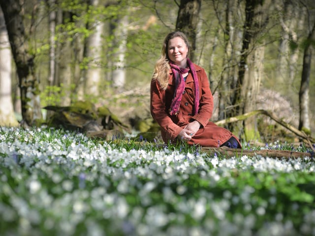 Arlington Bluebell Walk pictured on 23/4/21.
At the time of the visit, a beautiful white display of wood anemones covered the woodland floor.
Pictured: Philippa Vine, daughter of John McCutchan, the organiser of the walk.