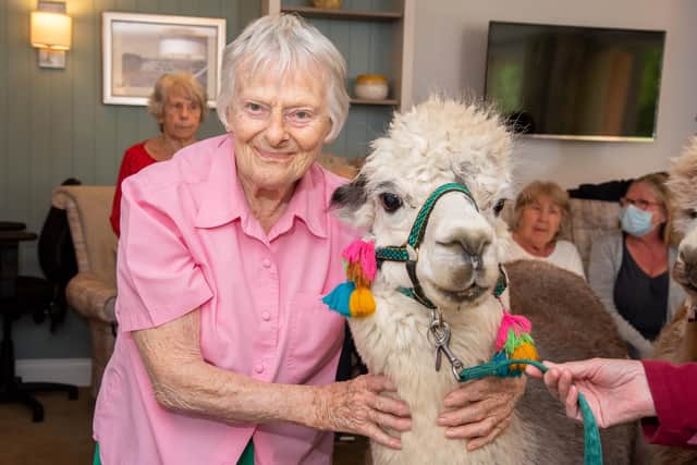 Chichester Grance resident Mary Roe with the Alpacas