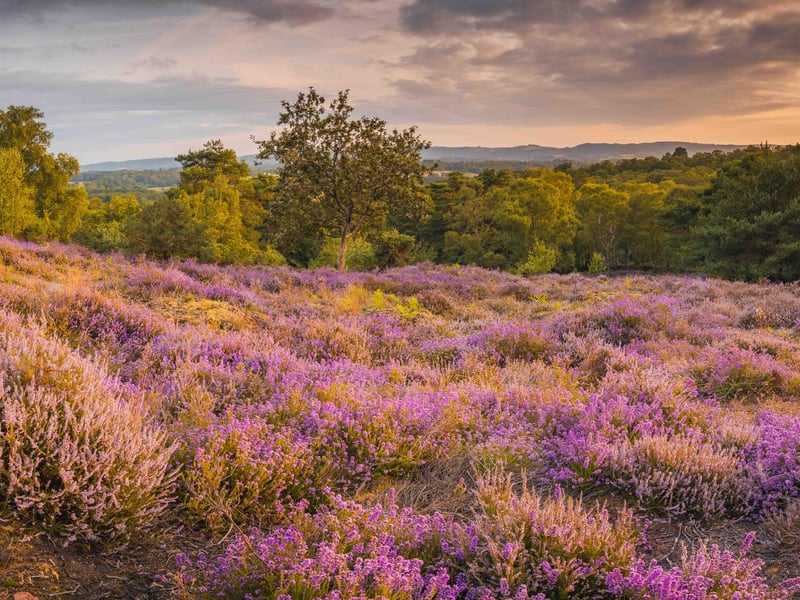 Common Heather by Piers Fearick - a highly commended submission.