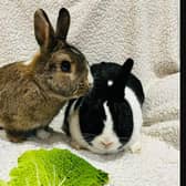 Pets for adoption in East Sussex: 14 rabbits and guinea pigs looking for a loving home