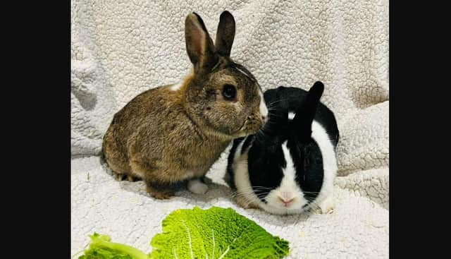 Pets for adoption in East Sussex: 14 rabbits and guinea pigs looking for a loving home
