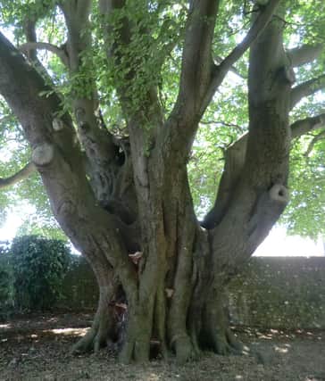 The Beech tree at Cawley Priory, as seen alive and healthy before Halloween night.