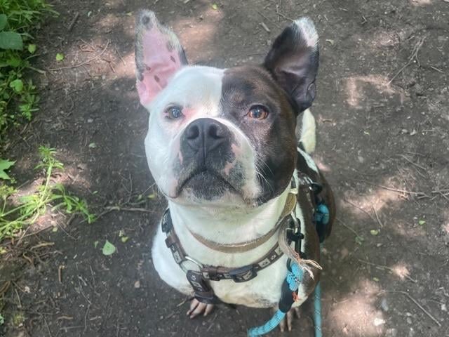 Gimli is a firm favourite with the volunteers at Rescue Remedies. He is a happy, affectionate and friendly dog who has been described as a 'bundle of joy' and an 'adorable ball of energy'. He enjoys being out and about, especially if he gets to chase a tennis ball, and is 'all about the scratches'. Gimli has grown up in kennels, having arrived at two weeks old, and is looking for a home with a determined family who can teach him new skills and help him settle down into a home for the first time. He can be boisterous and excitable but is eager to please and has a lot of love to give. Rescue Remedies asks all adopters to read the re-homing information carefully, especially its commitment which states all adopters should keep their dogs on leads in public places.