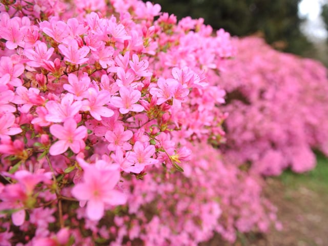 Spring blooms at Sheffield Park and Garden National Trust property