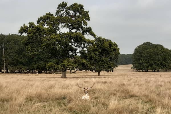 See ancient trees, breathtaking views of the South Downs and, if you are lucky, herds of deer on this joyous circular walk through the historic Petworth Park, taking in its highest point, as well as the two ponds