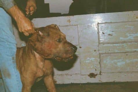 The South of England has been named as one of the worst regions for dog-fighting. Photo: RSPCA