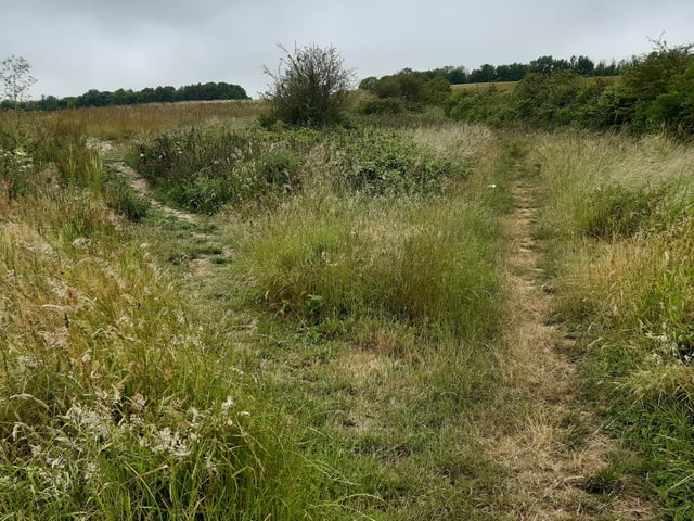 You are aiming at the big gap in the trees ahead, following the path straight ahead, ignoring the one to the left here