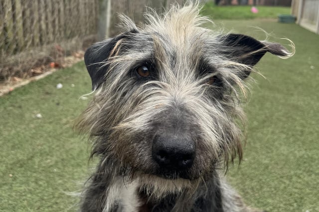 If you love a wire-haired dog, Hettie is the one for you. She has so much love to give to people, she loves to play and loves her tickles. Hettie is reactive to other dogs so may need to be muzzled when out and about, but the rescue said this shouldn't put you off. Hettie has an 'amazing character' and is a 'very happy girl'. She wasn't walked before arriving at the rescue centre, so wil require some patience from her new owners.