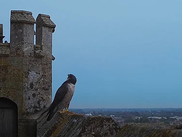 One of the parents wondering when the chicks will finally fledge on Thursday evening