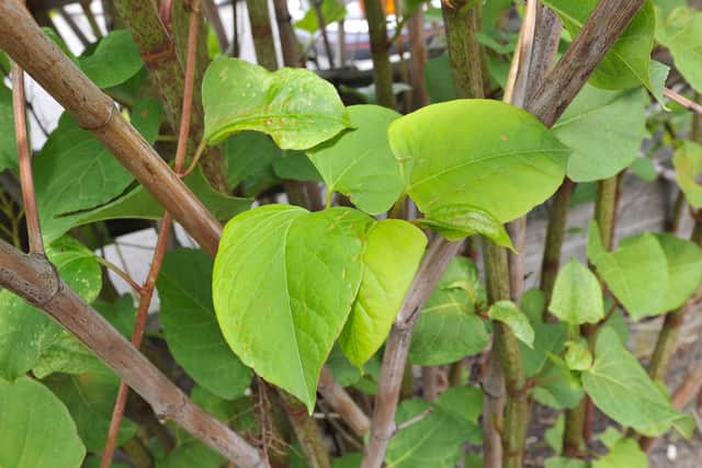 Japanese Knotweed is the one of the plants that could devalue your home if you are trying to sell in Sussex