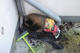 Overweight badger falls 20ft into Hastings courtyard (photo from WRAS)