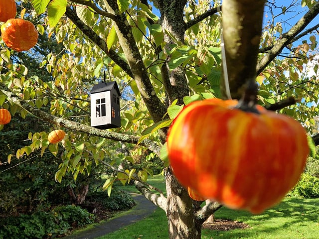 Borde Hill Halloween event and autumn colour. HR26111901 Pic Hollie Robards/Iconic Media Group