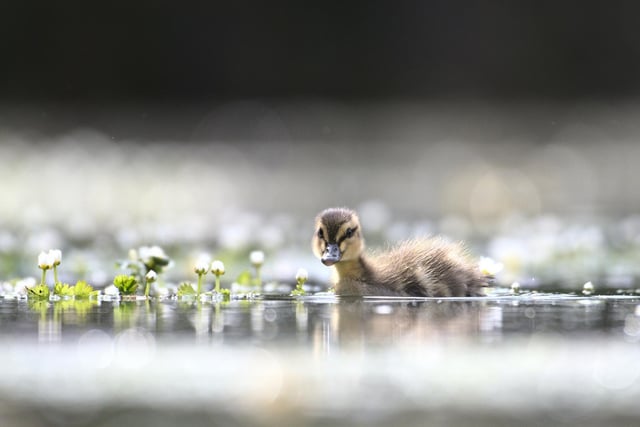 Duckling amongst the crowsfoot at Steyning by David Jeffery