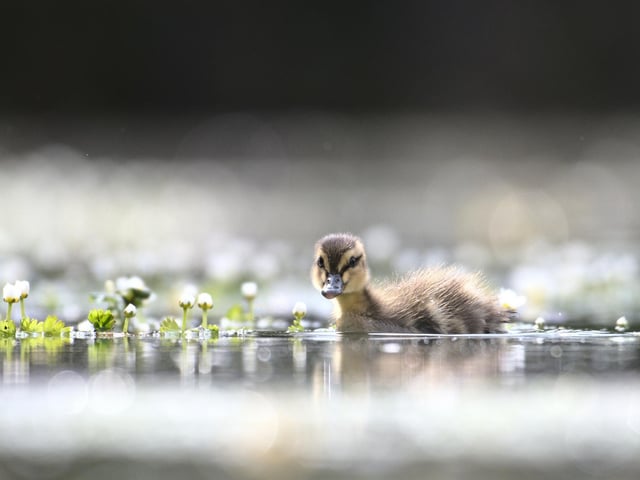 Duckling amongst the crowsfoot at Steyning by David Jeffery