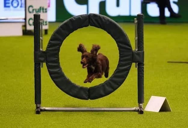 Crufts, the world’s greatest dog show, has started. Here’s how you can up-to-date at home and cheer on our Sussex competitors.