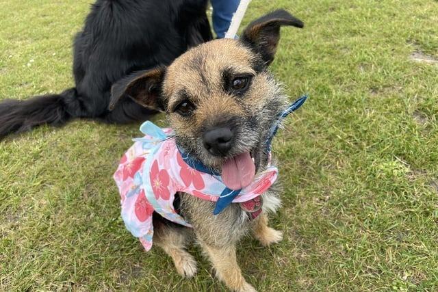 This adorable dog celebrated the Coronation by taking part in a charity group walk and a best-dressed pooch contest!