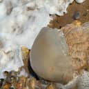 Here's why more jellyfish are washing up on the Sussex coast - and how to treat a sting. Photo: Lisa Terry.