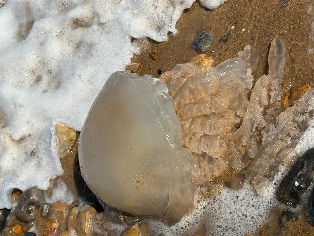 Here's why more jellyfish are washing up on the Sussex coast - and how to treat a sting. Photo: Lisa Terry.