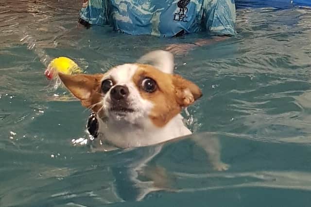 Dog Splash in Westham